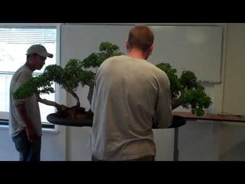 brazilian raintree - This forest is a tree currently in our personal bonsai collection. If you visit Wigert's Bonsai Nursery in N Ft mYers , FL you will see it on display. This s...
