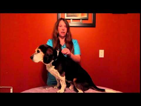 how to apply advantage multi for dogs