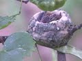 Hummingbird Babies Hummingbird Babies