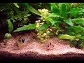 Microgeophagus ramirezi dwarf cichlids breeding part 1