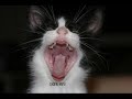 lol-cats-lmao.html