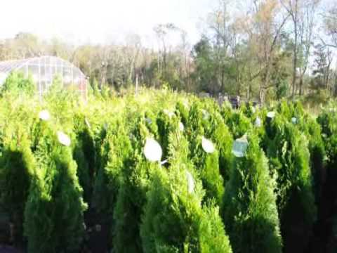 how to transplant norway spruce trees