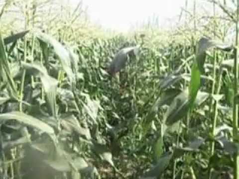 how to harvest corn by hand