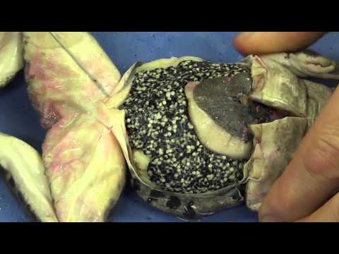 dissection - 