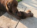 Puppy Love - Kokoa & Chocolate Chip I Puppy Love - Kokoa & Chocolate Chip I