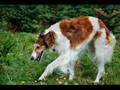 BORZOI