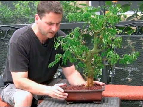 brazilian raintree - In this video I show the last transition of my Brazilian Raintree that I air layered last year. I show the steps to rake the roots, cut back roots and foliag...