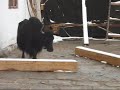 Yak attack ! Tibetan monastery   OVERLAND WORLD TOUR
