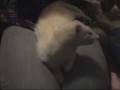 *ADOPTED* Tallulah 6312882 Humane SOciety Adopt