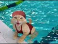 Animais Engraçados Animais Engraçados