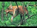 animais engraçados