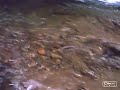 Trout Fishing Cherokee 2005 Pt.2