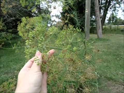 how to harvest dill seeds