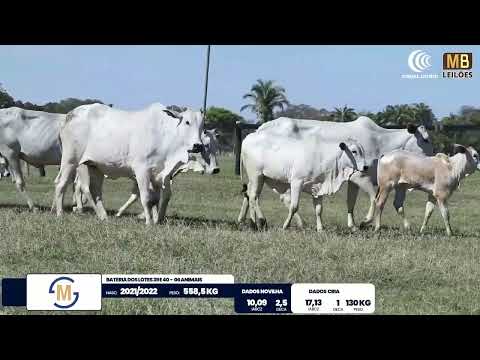 2� DE OLHO NA FAZENDA NELORE SESMARIAS