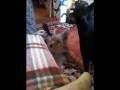 videos de pieseczki nasze_0001.wmv