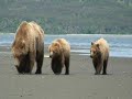 Hallo Bay Grizzly Bears Rosie and cubs
