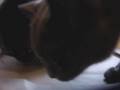 videos de Candy Pumpkin
