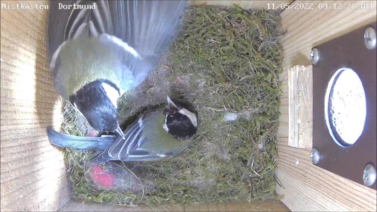 Auftakt zur Zweitbrut in Dortmund? | 11.05.2022