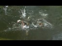 Manyallaluk, Australian Travel Video Guide