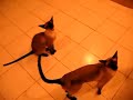 Getting a cookie Caesar & Octavius Siamese Cats Getting a cookie Caesar & Octavius Siamese Cats