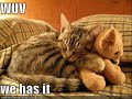 panda funny movie wmv