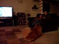Chow Chow (Toby) earning some treats