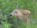 Fauna del Canada