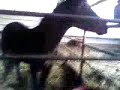 Cheval