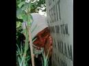 KUL MUSTAFA-YETİMLERİN TÜRKÜSÜ