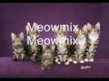 Litter of Kittens Meowing Meowmix
