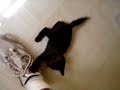 Isis bitting shoes