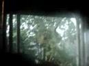 Wicked storm threatens treehouse