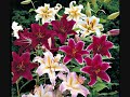 Mori Chunariya (The Perfumed Garden) Abhijit Pohankar