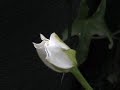 Moonflower blooming in realtime, it blooms fast!