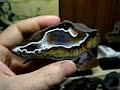czech agates czech agates