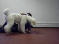 Charlie the 'DOGS 101' Poodle Shows Off (Spring '09)