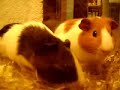 Morski prasici - zamorci - Guinea Pig Morski prasici - zamorci - Guinea Pig