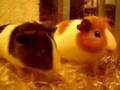 Morski prasici - zamorci - Guinea Pig