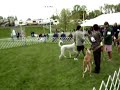 Ibizan Hound Kenzie Open Sat IHCUS 2008 Natl Weekend Ibizan Hound Kenzie Open Sat IHCUS 2008 Natl Weekend