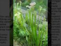 venus flytrap & carnivorous plants