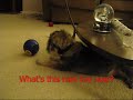 Bandit with new treat toy.wmv