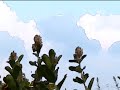 Tome's Nightmares.wmv