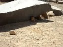 Chipmonkey