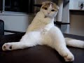 Scottish Fold 