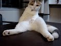 Scottish Fold \"sitting\"??????????? Scottish Fold \"sitting\"???????????