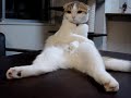 Scottish Fold 