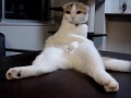 Scottish Fold 