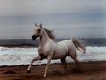 The Rolling Stones - Wild Horses_0001.WMV