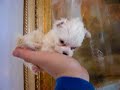 mirco pocket tiny tea cup maltese puppiesx