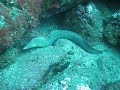 Moray Madness Moray Madness